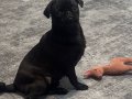 Sevimli Pug