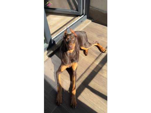 En asil ırklardan doberman