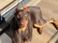 En asil ırklardan doberman
