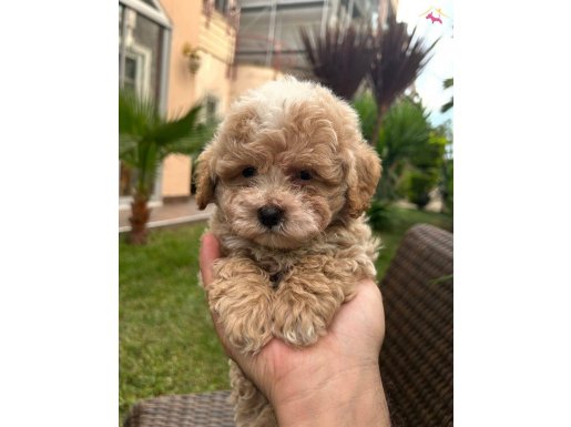 TEACUP F2 maltipoo