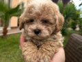 TEACUP F2 maltipoo