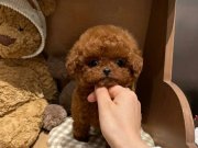 Türkiyenin En İddialı Poodle Bebekleri