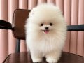Bakanlık Onaylı Villadan Safkan Pomeranian Boo Bebekler