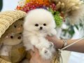 Türkiyenin En Özel Pomeranian Boo Bebekleri 