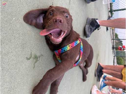 LABRADOR 7 AYLIK EŞYALARIYLA BİRLİKTE VERİLECEK 