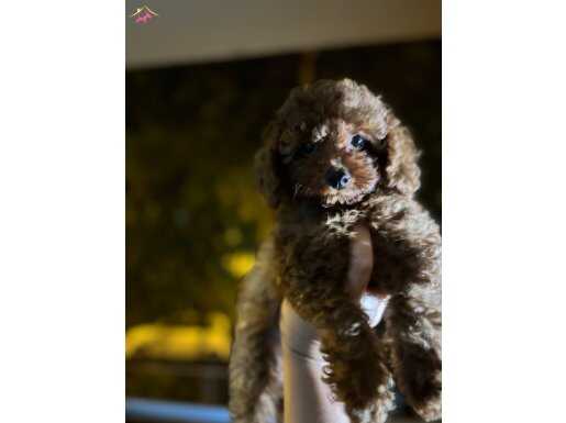 Erkek toy poodle 