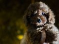 Erkek toy poodle 