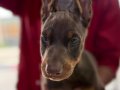 kahverengi doberman