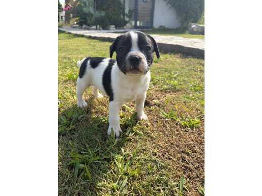 Srcli 2 aylık yavru french bulldog 