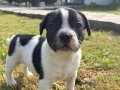 Srcli 2 aylık yavru french bulldog