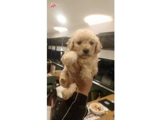 2 aylık dişi yavru 