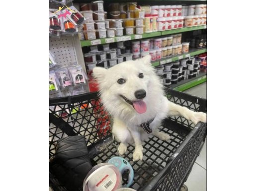 2 yaşında erkek japon spitz . Sahiplendirme