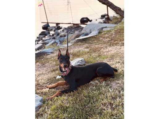 King Doberman 