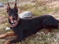 King Doberman 