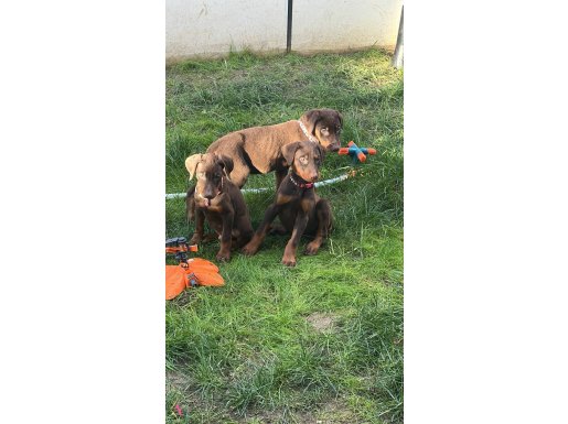 Son dişi annesinin kızı 