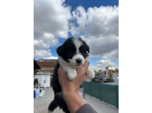 35 günlük border collie yavru