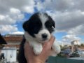 35 günlük border collie yavru