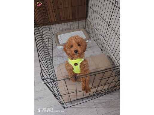 YAVRUMUZA KALICI YUVA ARIYORUZ