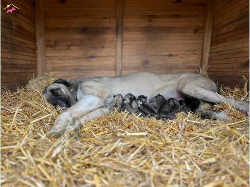SAFKAN SOY BELLİ YAVRULAR