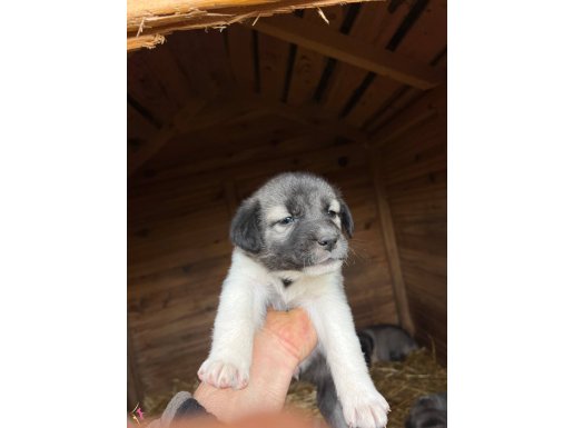 SAFKAN SECERELİ, DİŞİ YAVRULAR KALMIŞTIR