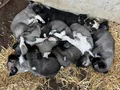 SAFKAN SOY BELLİ YAVRULAR
