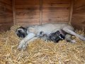SAFKAN KANGAL SOY BELLİ YAVRULAR