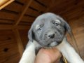 SAFKAN KANGAL SOY BELLİ YAVRULAR