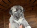 SAFKAN KANGAL SOY BELLİ YAVRULAR