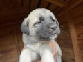 SAFKAN KANGAL SOY BELLİ YAVRULAR