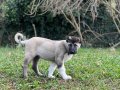 SAFKAN KANGAL SOY BELLİ YAVRULAR