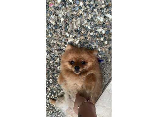 Eğitimli akıllı dünyalar tatlısı çocuğumuz sahiplendiriyoruz