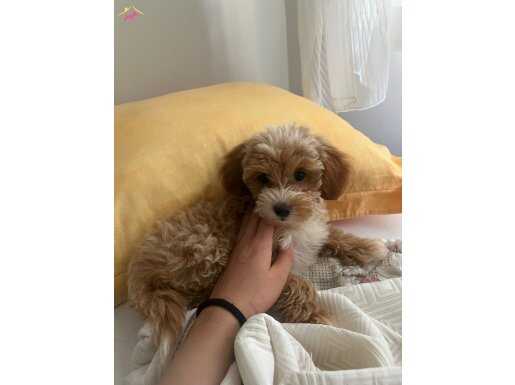 Yavru maltipo sizi bekliyo