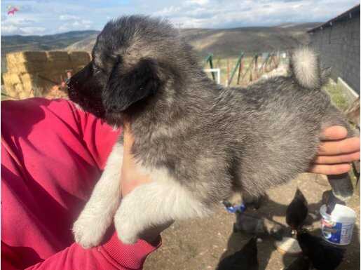 İki aylık safkan çoban köpeği yavruları 