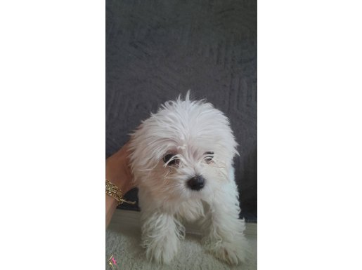 4buçuk aylık 0 numara orjinal maltese 