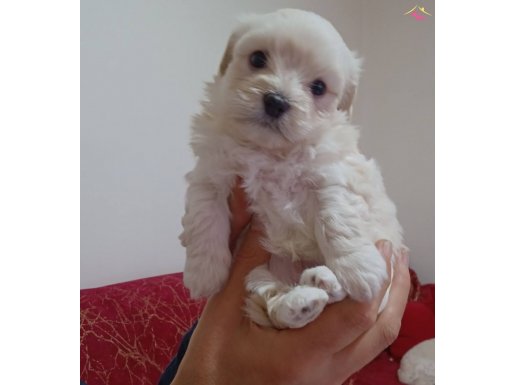 Sevimli yavrularımız!