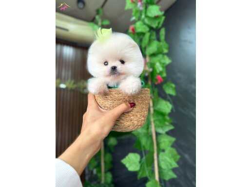 ŞEKER GİBİ BEBEK BOO