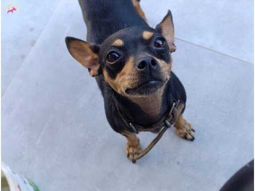 0 NUMARA ERKEK DİŞİ ÇİFT OLARAK UYGUNA VERİYORUM