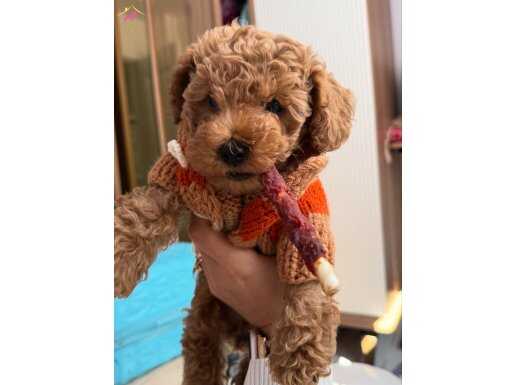 2 aylık Orijinal erkek toy poodle