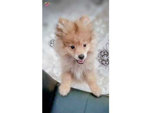 oyuncu  sevimli yakışıklı 