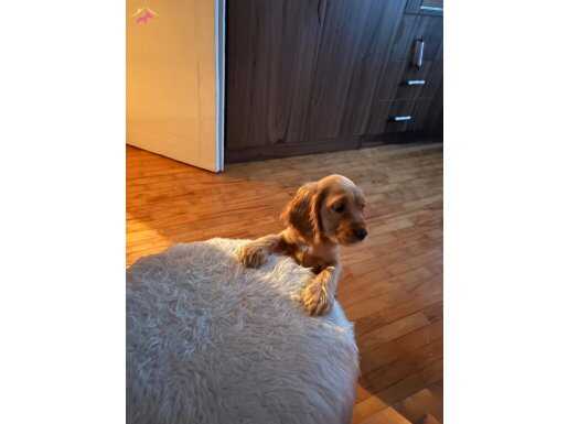 2 aylik tuvalet eğitimi var aşıları var 