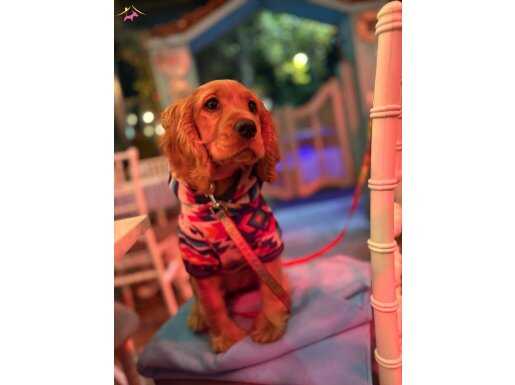 Enerji dolu sağlıklı dişi 