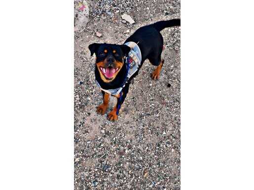 ORJİNAL ERKEK ROTTWEİLER