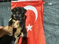 2 dişi 2 erkek yavrumuz mevcuttur 