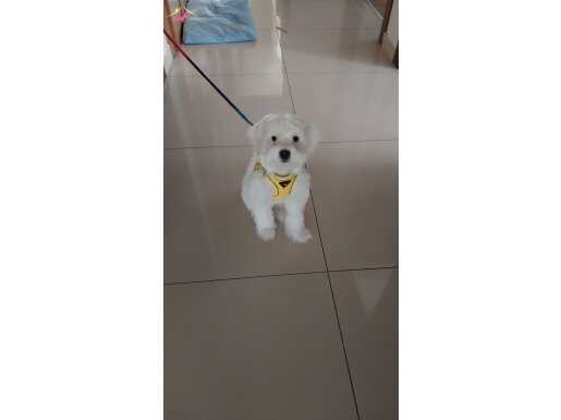 Eğitimli.Tum aksesuarları ile beraber verilecektir 