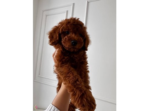 Kore red toy poodle 2 aylık