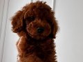Kore red toy poodle 2 aylık
