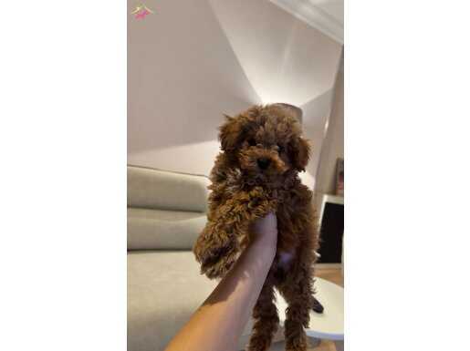 2.5 AYLIK TOY POODLE KAHVERENGİ