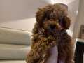 2.5 AYLIK TOY POODLE KAHVERENGİ