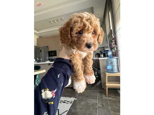 Toy Poodle Yavru Köpek