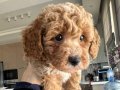 Toy Poodle Yavru Köpek